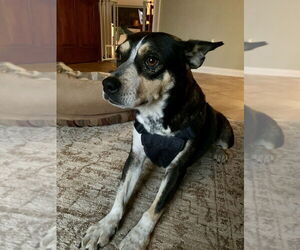 Mutt Dogs for adoption in Mooresville, NC, USA