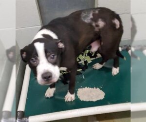 American Pit Bull Terrier Dogs for adoption in Peoria, IL, USA