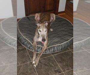 Greyhound Dogs for adoption in Princeton, MN, USA