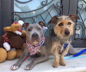 American Bulldog Dogs for adoption in Dana Point, CA, USA