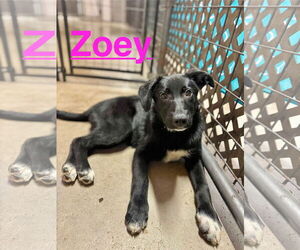 Labrador Retriever-Unknown Mix Dogs for adoption in Williamsburg, IA, USA