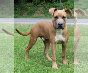 Boxer-Unknown Mix Dogs for adoption in Prattville, AL, USA