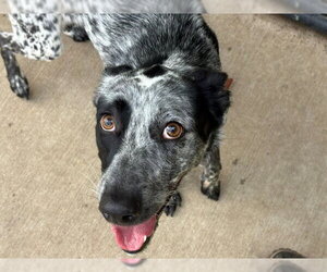 Mutt Dogs for adoption in Tulsa, OK, USA
