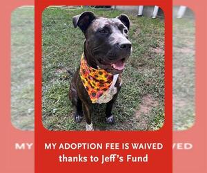 Plott Hound-Unknown Mix Dogs for adoption in Brewster, MA, USA