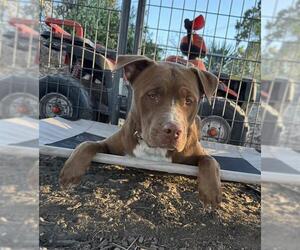 American Pit Bull Terrier-Unknown Mix Dogs for adoption in Stockton, CA, USA