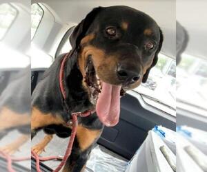 Rottweiler Dogs for adoption in Lakewood, CO, USA