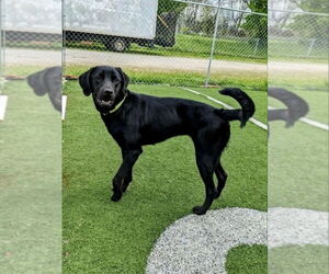 Labrador Retriever Dogs for adoption in Lawrenceville, NJ, USA