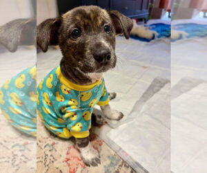 Catahoula Leopard Dog-Labrador Retriever Mix Dogs for adoption in Houston, TX, USA