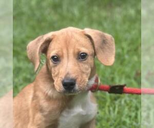 Labbe Dogs for adoption in Yardley, PA, USA