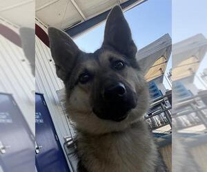 German Shepherd Dog Dogs for adoption in Bakersfield, CA, USA