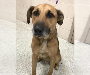 German Shepherd Dog-Unknown Mix Dogs for adoption in Conroe, TX, USA