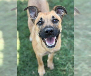 German Shepherd Dog-Unknown Mix Dogs for adoption in Canton, CT, USA
