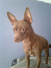Medium Photo #1 Chihuahua-Unknown Mix Puppy For Sale in Columbia, TN, USA