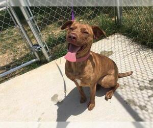 American Pit Bull Terrier Dogs for adoption in tullahoma, TN, USA