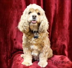 Cocker Spaniel Dogs for adoption in Hot Springs Village, AR, USA