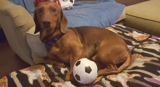 Dachshund Dogs for adoption in Von Ormy, TX, USA