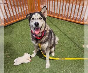 Siberian Husky-Unknown Mix Dogs for adoption in Las Vegas, NV, USA