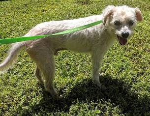 Maltese-Unknown Mix Dogs for adoption in Valrico, FL, USA