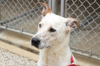 Mutt Dogs for adoption in Manchester, MO, USA