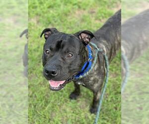 American Staffordshire Terrier Dogs for adoption in Fort Lauderdale, FL, USA