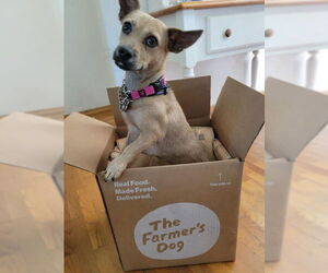 Chihuahua-Unknown Mix Dogs for adoption in San Diego, CA, USA