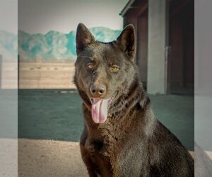 German Shepherd Dog-Unknown Mix Dogs for adoption in Yreka, CA, USA
