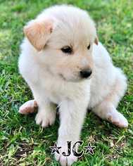 Golden Pyrenees Dogs for adoption in Azle, TX, USA
