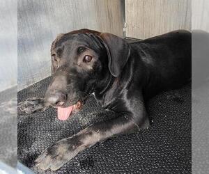 Labrador Retriever-Unknown Mix Dogs for adoption in San Antonio, TX, USA