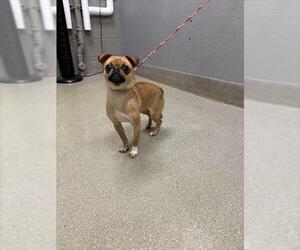 Chug Dogs for adoption in Las Vegas, NV, USA