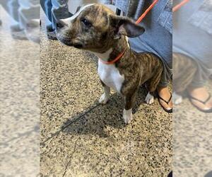 American Pit Bull Terrier-Unknown Mix Dogs for adoption in Tracy, CA, USA