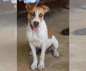 Labmaraner Dogs for adoption in Bandera, TX, USA