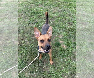 Shepradors Dogs for adoption in Evansville, IN, USA