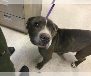 Mutt Dogs for adoption in Riverside, CA, USA