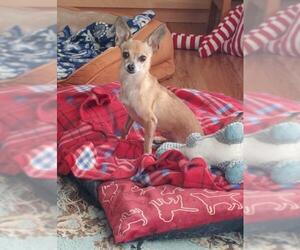 Chihuahua Dogs for adoption in NEWPORT NH, NH, USA