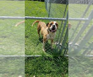 Bullmastiff Dogs for adoption in Camden, TN, USA