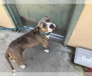American Pit Bull Terrier Dogs for adoption in Santa Maria, CA, USA