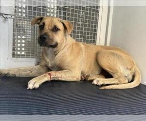 Mastiff-Unknown Mix Dogs for adoption in San Bernardino, CA, USA
