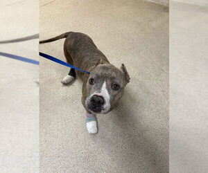 Mutt Dogs for adoption in Riverside, CA, USA