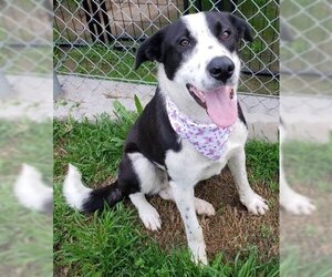 Border Collie Dogs for adoption in Bakersfield, CA, USA