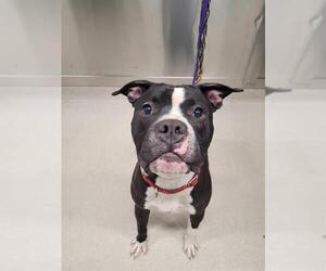 American Pit Bull Terrier-Unknown Mix Dogs for adoption in Fairbanks, AK, USA