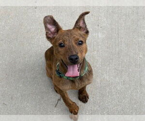 German Shepherd Dog-Unknown Mix Dogs for adoption in Tulsa, OK, USA