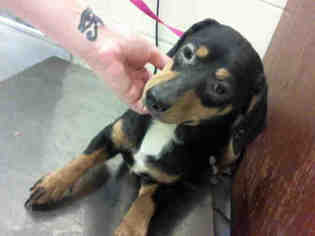 Medium Photo #1 Dachshund Puppy For Sale in Conroe, TX, USA