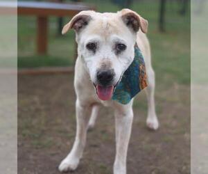 Labrador Retriever-Unknown Mix Dogs for adoption in San Antonio, TX, USA