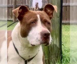 American Bulldog Dogs for adoption in Canton, CT, USA