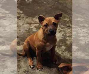 Mutt Dogs for adoption in Candler, NC, USA