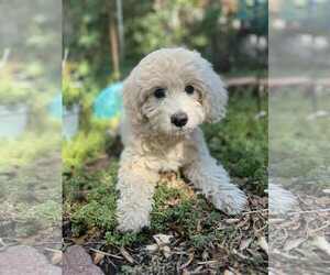 Mutt Dogs for adoption in Sandy, UT, USA