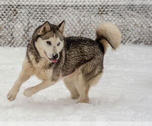 Huskies -Unknown Mix Dogs for adoption in Webster, WI, USA