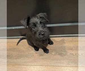 Labrador Retriever-Unknown Mix Dogs for adoption in The Woodlands, TX, USA