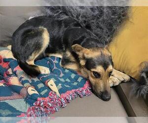 German Shepherd Dog Dogs for adoption in HESPERIA, CA, USA