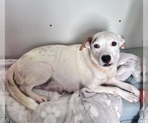 American Pit Bull Terrier-Labrador Retriever Mix Dogs for adoption in Gilberts, IL, USA